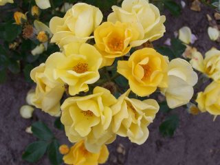 yellow-fleurette-2000.jpg