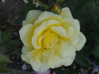 elegante-1.jpg
