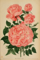 journaldesroses1820pari-madame-cusin.jpg