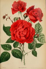 journaldesroses1820pari_la-rosiere.jpg