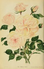 journaldesroses1820pari_madame-simon.jpg
