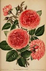 geschwind-orden-journaldesroses1820-str-56.jpg