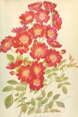 hiawatta-journaldesroses.jpg