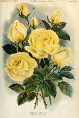 jnatalie-bottner-ournaldesroses.jpg