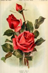 laurent-carle-journaldesroses.jpg