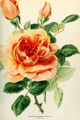 louise-catherine-breslau-journaldesroses.jpg