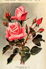 mme-maurice-de-luze-journaldesroses.jpg