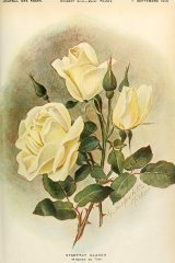 stadtrat-glaser-journaldesroses.jpg