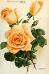 sunburst-journaldesroses.jpg