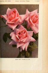 dean-hole-journaldesroses3637pari_0319.jpg