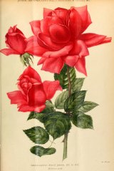 general-superior-arnold-janssen-journaldesroses3637pari_0537.jpg