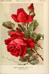 gruss-an-dresenb-journaldesroses3637pari_0339.jpg