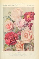 jrozne-roze-journaldesroses.jpg