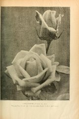 lady-downe-journaldesroses3637pari_0295.jpg