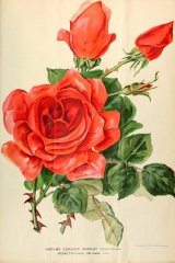 madane-eduard-herriot-journaldesroses3637pari_0517.jpg