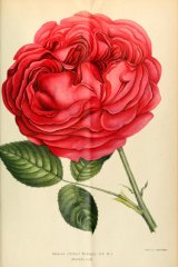 mme-philbert-boutigny-journaldesroses3637pari_0497.jpg