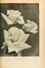 ophelia-journaldesroses3637pari_0317.jpg