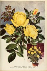 sonnen-licht-journaldesroses3637pari_0451.jpg