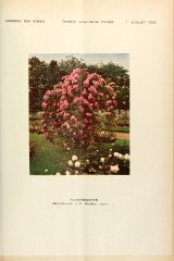 taussendschon-journaldesroses3637pari_0429.jpg