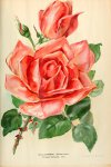 willowmere-journaldesroses3637pari_0471.jpg
