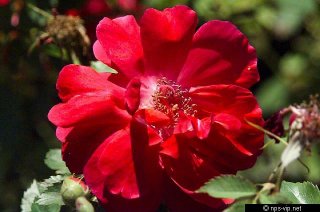 gloire-des-rosomanes-harrel.jpg