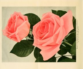 proscilla-americanroseannu1922.jpg