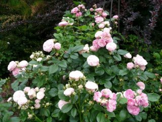 boquet-parfait-jardin-ca.jpg