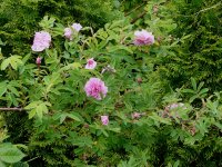 rosa-majalis
