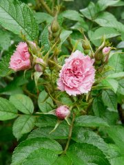 pink-grootendorst