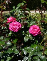 baron-e-de-rothschild