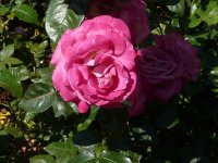 baronne-edmond-de-rotstchild-a