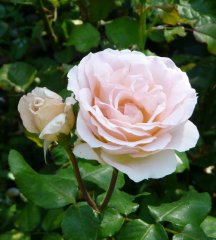 johann-strauss-a