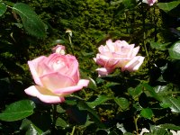 princesse-de-monaco