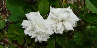 carte-blanche-a