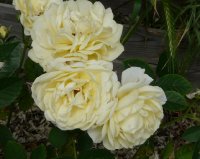 comtesse-du-barry-a