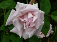 kathleen-harrop-a