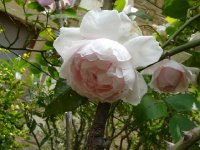 lordly-oberon-a