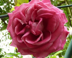 baron-edmond-de-rotschild-a