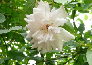 bloomfield-abundance-a