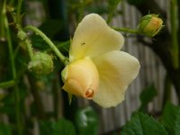 ghislaine-de-feligonde1a