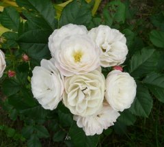 bouquet-parfiat