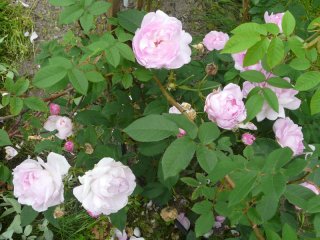 duchesse-de-angouleme