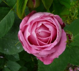 mrs-john-laing