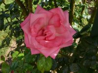 campanilea