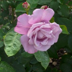 charles-de-gaullea