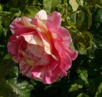 claude-monet1a