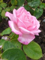 grace-de-monaco1a