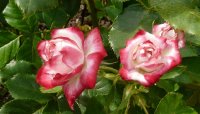 jubile-du-prince-monacoa