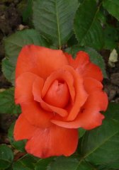 lady-rosea