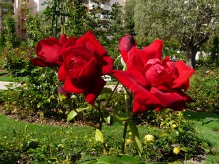 le-rouge-et-le-noira